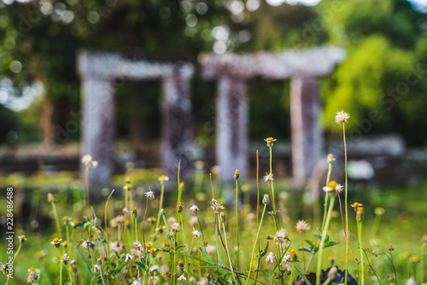 Obraz flowers of angkor
