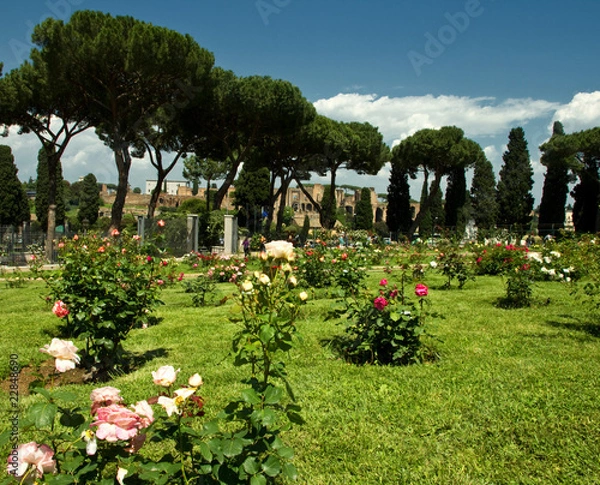 Obraz ogród różany