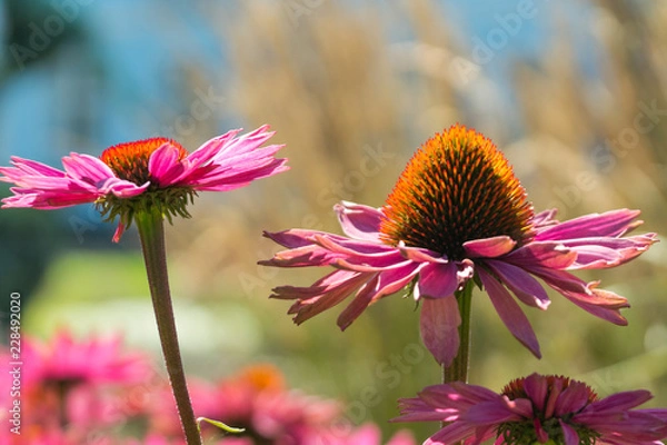 Fototapeta Echinacea Coneflower