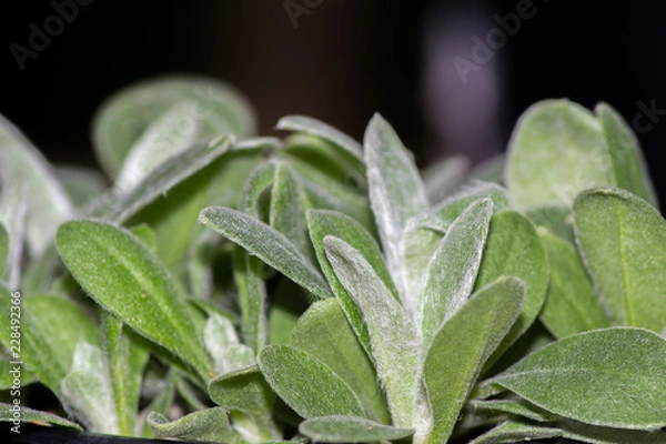 Fototapeta Green Succulent