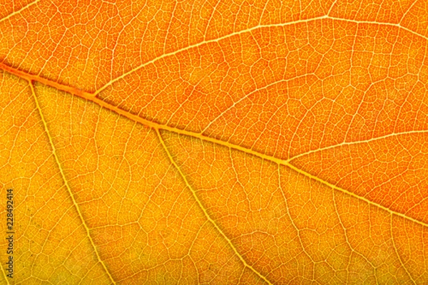 Obraz tree leaf nature background bright colors
