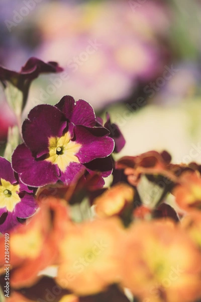 Obraz Colourful Flower