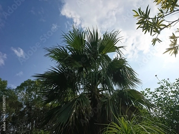 Obraz Palm