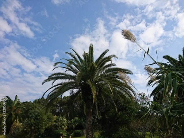 Obraz Palm