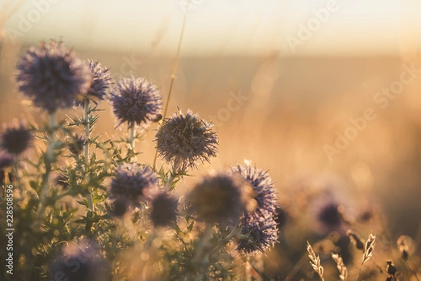 Fototapeta Chardon violet 1 