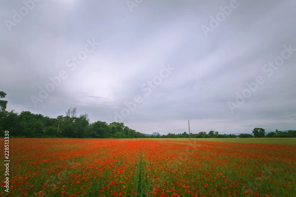 Fototapeta Champ de coquelicot 