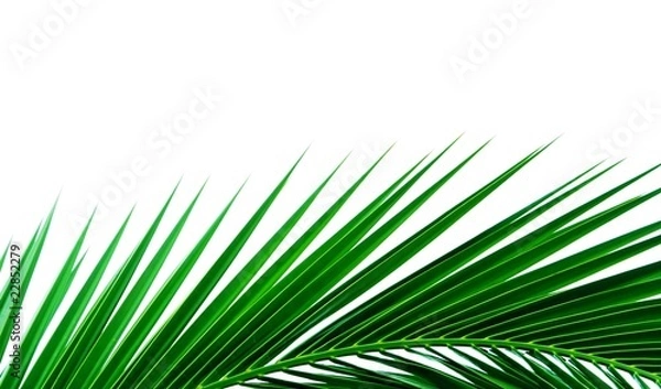 Fototapeta palmenblatt