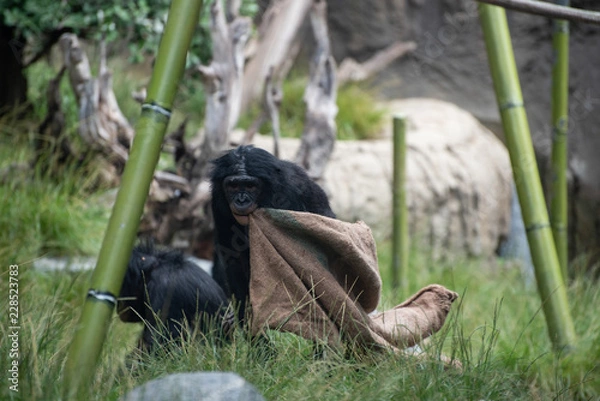 Obraz Bonobo Chimp