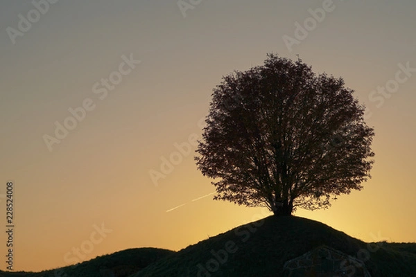 Fototapeta silhouette of a rowan tree