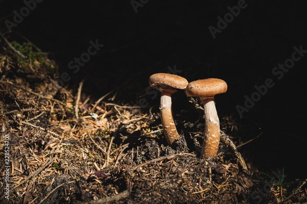 Fototapeta Close-up Edible mushrooms of honey agarics in a coniferous forest. Group of mushrooms in the natural environment
