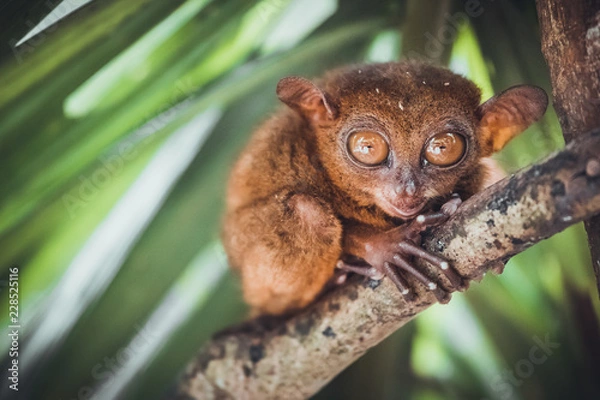 Fototapeta Zagrożony wyrak w sanktuarium Bohol Tarsier, Cebu, Filipiny. Słodka małpa Tarsius z dużymi oczami siedzi na gałęzi z zielonymi liśćmi. Najmniejszy w przyrodzie naczelny Carlito syrichta.