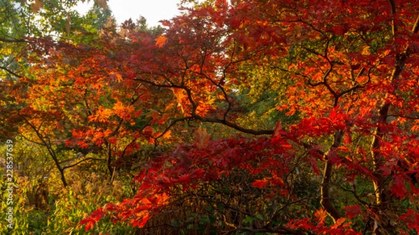 Fototapeta Herbstbäume