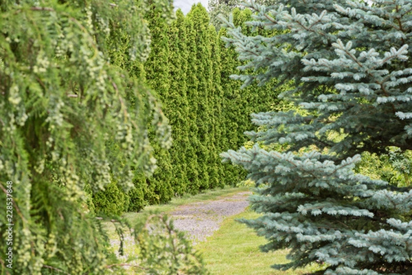 Fototapeta sidewalk in the middle of green trees in the park