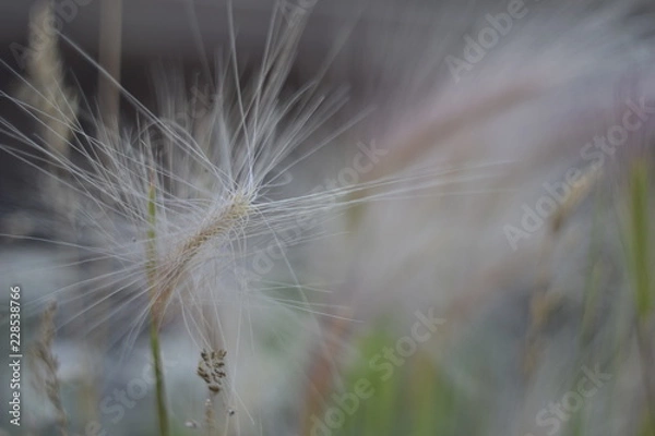 Fototapeta Fluffy feather grass close-up