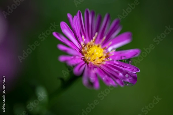 Fototapeta 雨に濡れたクジャクソウの花