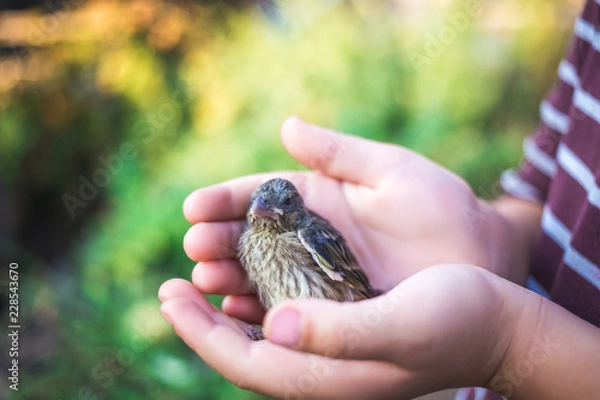 Fototapeta The little bird that fell from the nest in the hands of a child