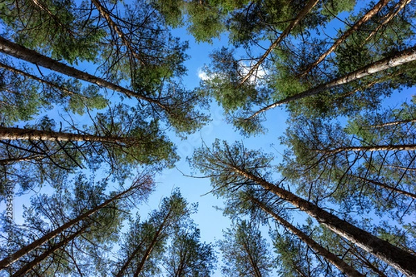 Fototapeta Tops of pine trees in the forest