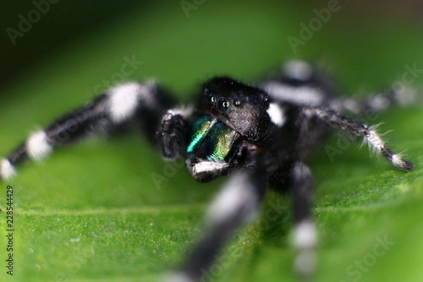 Obraz spider on a leaf