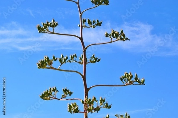 Fototapeta Unknown plant without leaves with a smooth trunk and green fruits.