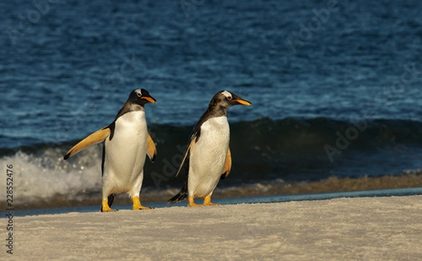 Fototapeta Gentoo penguins on a sandy coast