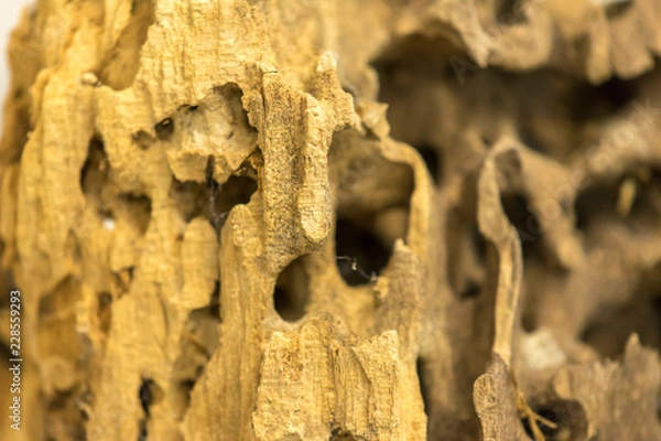 Obraz Carpenter Ant Damaged Wood