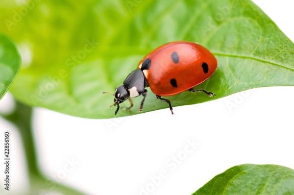Obraz Ladybird