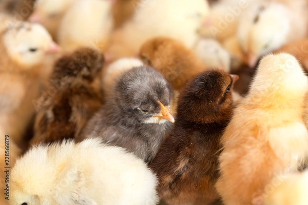 Obraz Newborn chickens