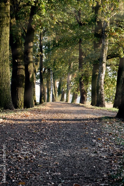 Obraz Leśna ścieżka 