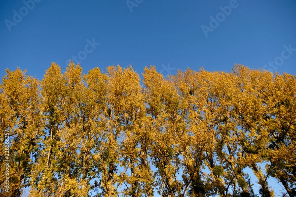 Obraz Żółte drzewa