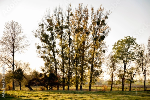 Obraz Drzewa w świetle słońca