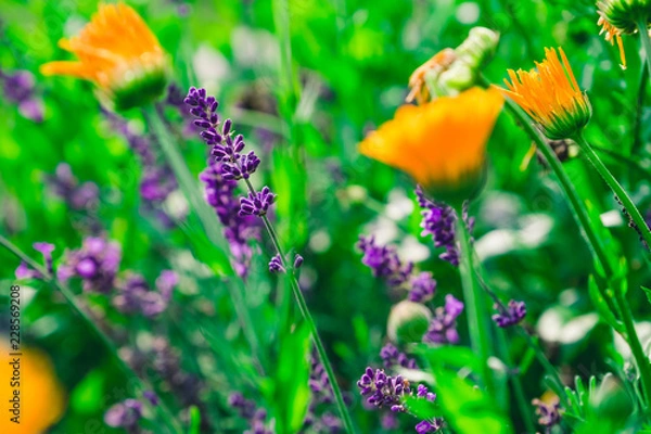 Fototapeta W ogródku