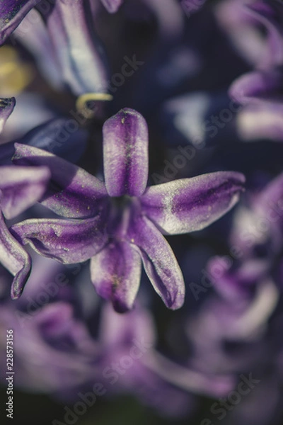 Obraz purple blossom