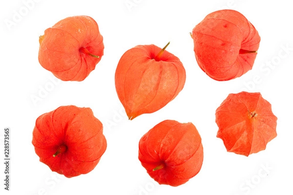 Fototapeta physalis isolated on white background. Top view. Flat lay pattern