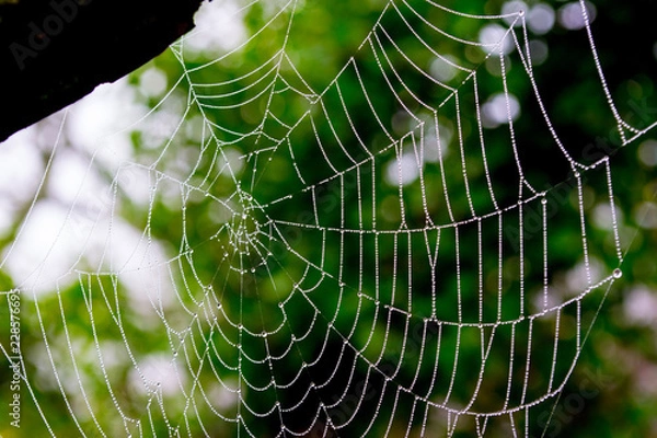 Obraz Spider Web Green Background