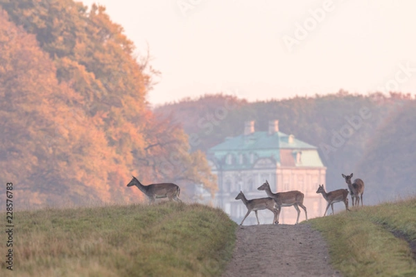 Obraz Fallow Deer, Dama dama, females and fawns crossing the dirt road in Dyrehave, Denmark. The Hermitage Palace out of focus in the background.