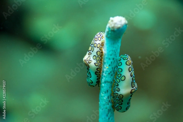 Obraz Two Flamingo Snails