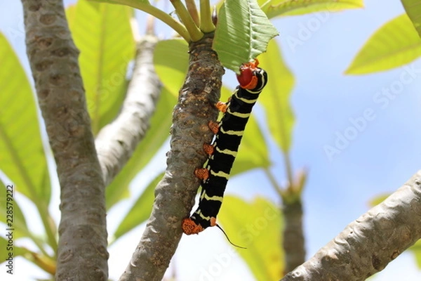 Obraz Giant Caterpillar