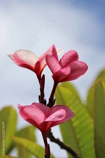Obraz Tropical Flower