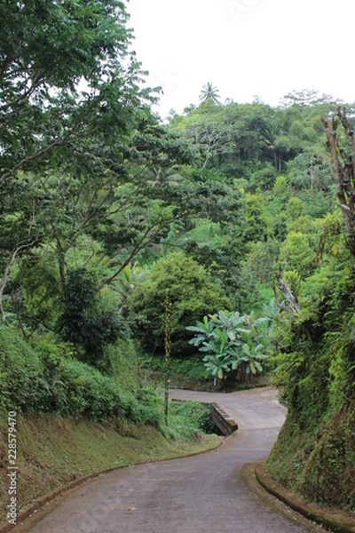Obraz Rainforest
