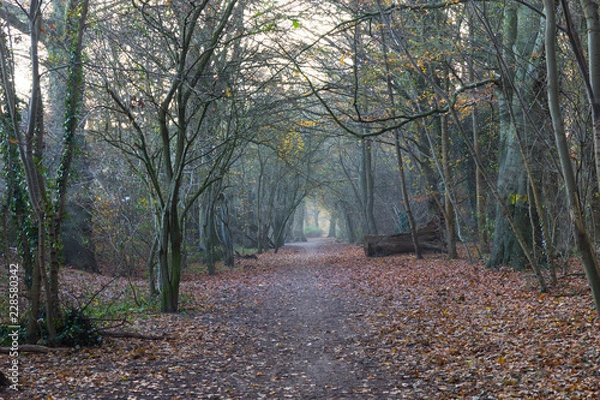 Fototapeta late autumn in a forest north of Copenhagen