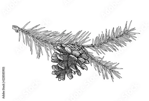 Obraz Ręcznie narysowana gałąź drzewa jodła ze stożkiem na białym tle.