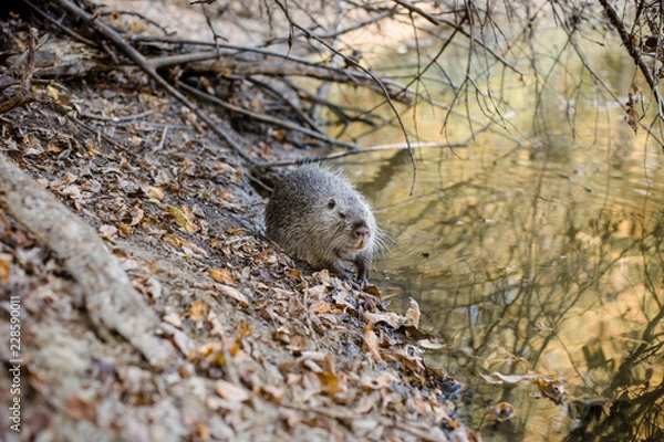 Obraz Ондатра