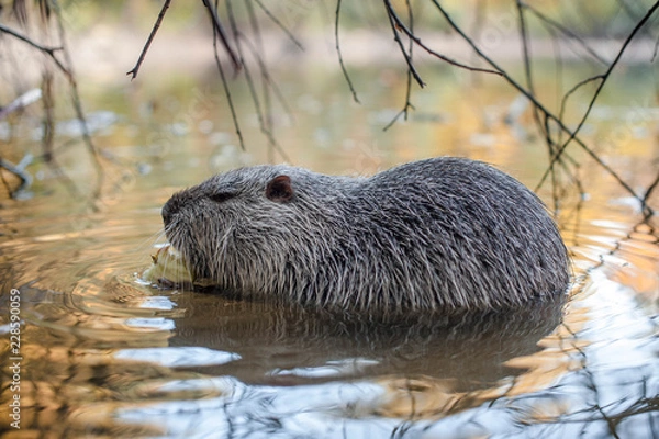 Obraz Ондатра ест яблоко