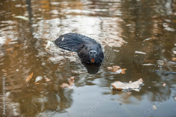 Obraz Ондатра плывёт