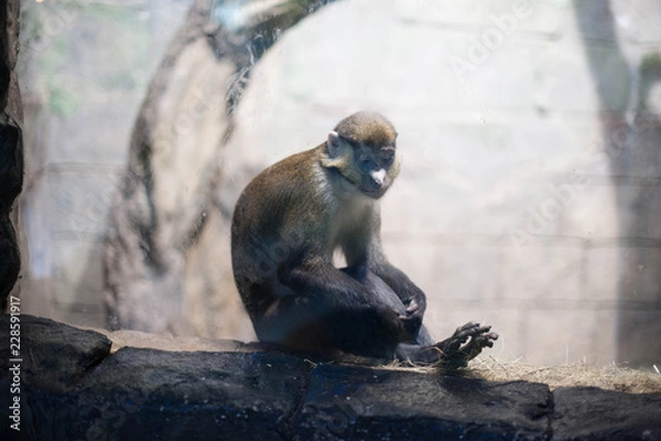 Obraz Обезьяна в зоопарке