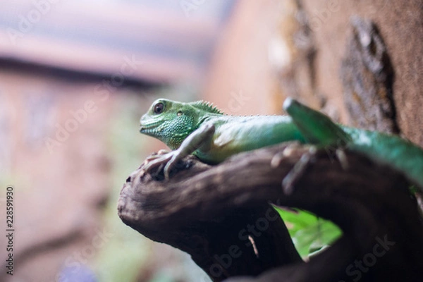 Obraz Игуана в зоопарке