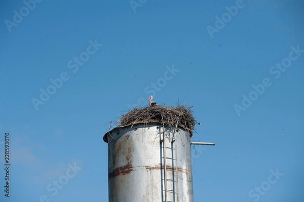 Obraz Аист в гнезде