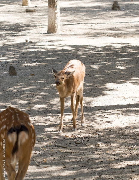 Fototapeta deer in the zoo