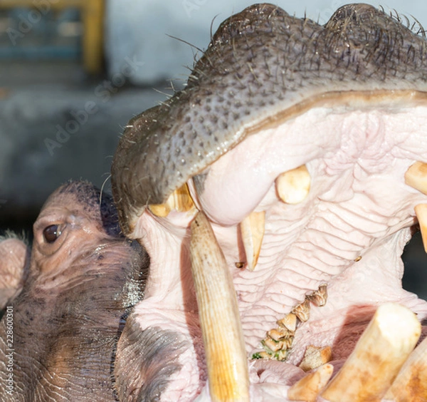 Obraz hippopotamus opens his mouth in a zoo