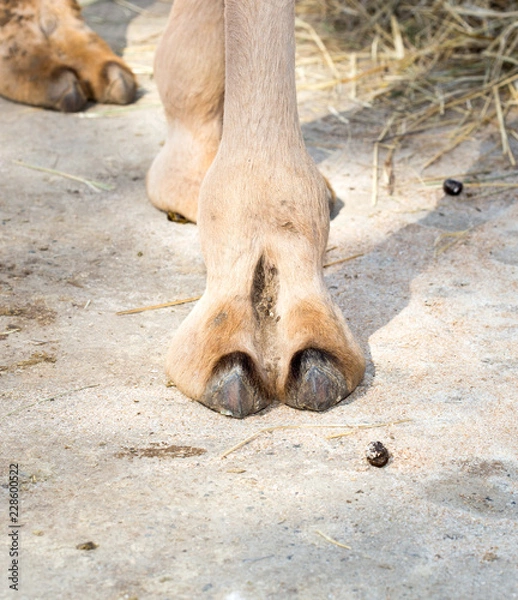 Obraz foot camel
